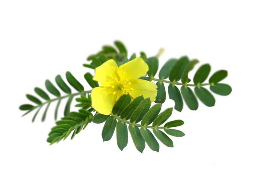 Tribulus terrestris ca parte a Glucoren